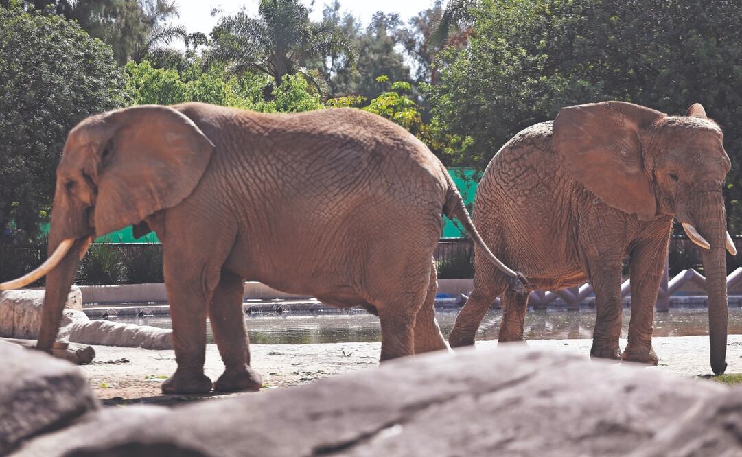 Luego de un año y cinco meses de labor, especialistas lograron que los dos ejemplares se acoplaran en su totalidad en el espacio que comparten en San Juan de Aragón. Foto: de BERENICE FREGOSO. EL UNIVESAL