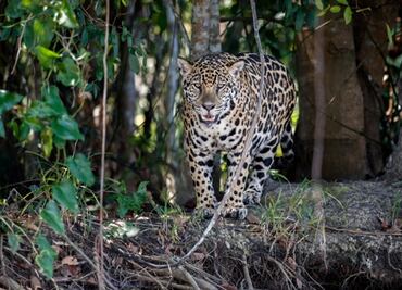 Nature flourishes throughout Mexico during the coronavirus lockdown