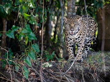 Nature flourishes throughout Mexico during the coronavirus lockdown