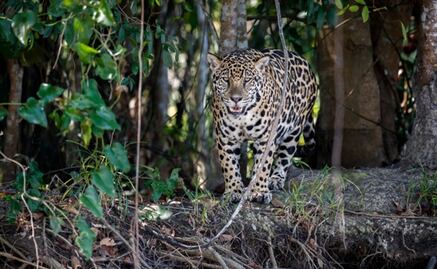 Nature flourishes throughout Mexico during the coronavirus lockdown