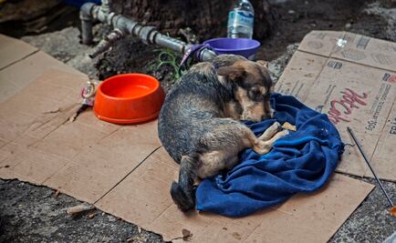Damnificadas en Tlalpan buscan hogar temporal para sus perros