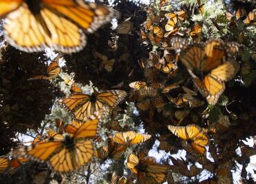 Ante falta de néctar, mariposas monarcas reducen su presencia en México