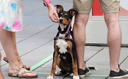 Alemania anuncia ley que obligará a dueños de perros pasearlos dos veces al día 