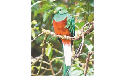 Avifauna: con un valor ecológico invaluable