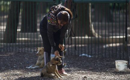 PAN propone crear el Registro de Personas Agresoras de Animales no humanos para la CDMX