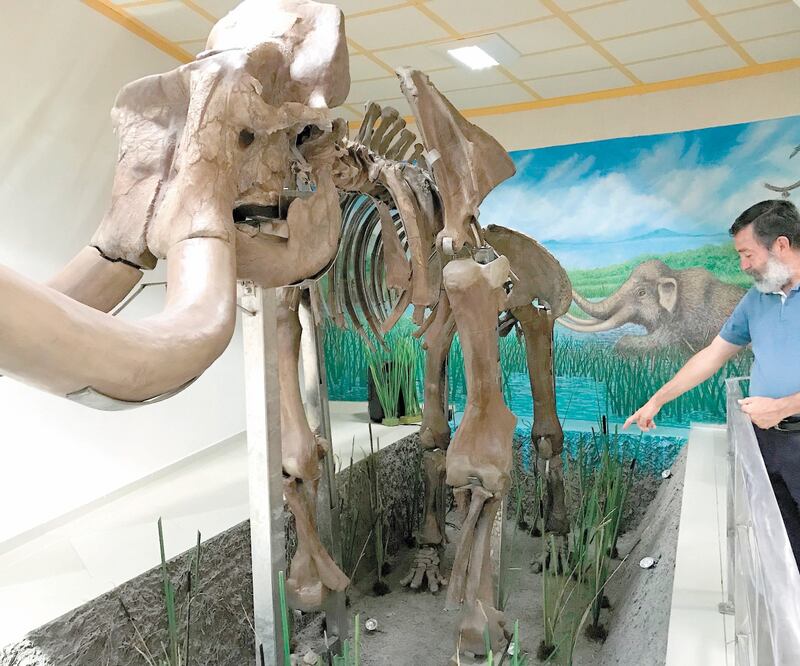 Tolín fue el primer mastodonte localizado en 2016 en Tultepec; hoy cumple un año el Museo del Mamut, donde es exhibido. REBECA JIMÉNEZ. EL UNIVERSAL
