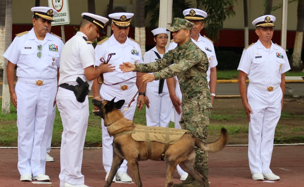 Hermes, elemento canino de la Semar, concluyó su servicio en la Institución, tras siete años y ocho meses. Foto: especial