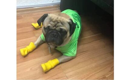 Harley "El tuerto", el perrito terapeuta, visitó a personal Covid en Yucatán