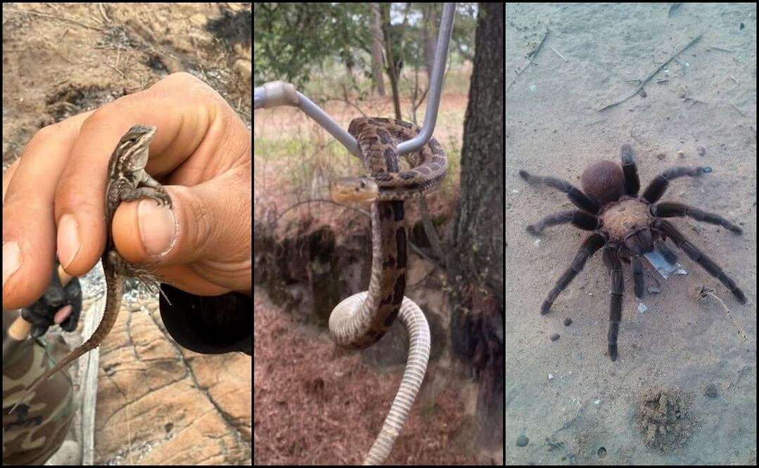 Foto: Zoológico del Altiplano del Estado de Tlaxcala