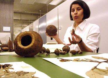 Mitad de árboles de Amazonas están en peligro de extinción