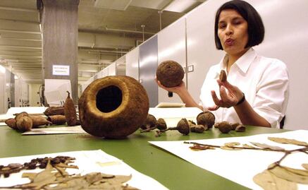 Mitad de árboles de Amazonas están en peligro de extinción