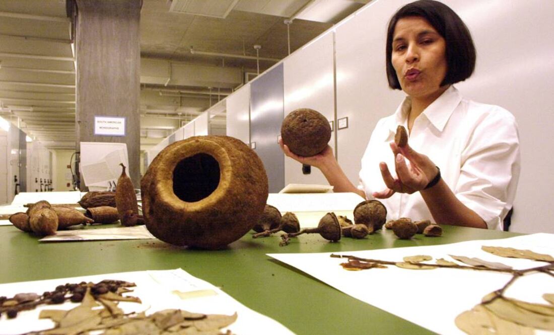 Especímenes del árbol semilla de Brasil, de la familia Lecythidacene. Foto: AP
