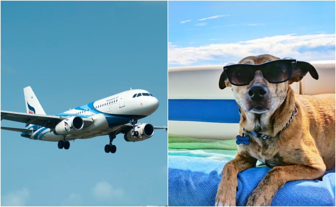 Algunas razas de perros y gatos no están autorizadas para viajar en avión debido a sus características que pueden representar un riesgo. (Fotos: Pixabay/Pexels/Unsplash)