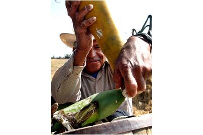 Preparan banco de germoplasma de maguey