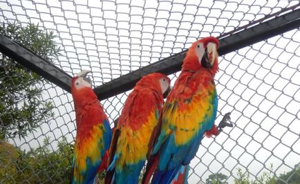 Nace primer polluelo de guacamayas rojas liberadas en los Tuxtlas en 50 años