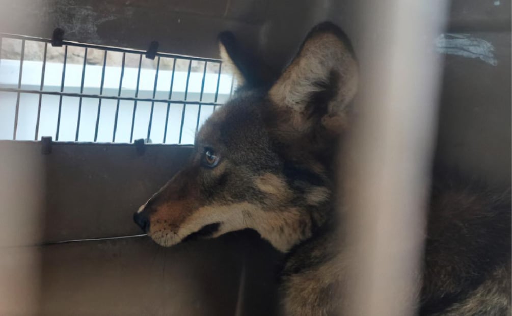 Profepa rescata a coyote juvenil en el Edomex que fue hallado encadenado en una casa (08/08/2026). Foto: Especial