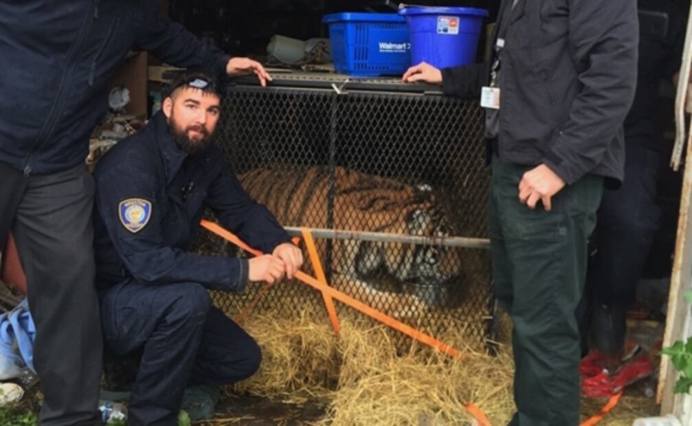 Encuentran a tigre al buscar un lugar para fumar marihuana en EU
