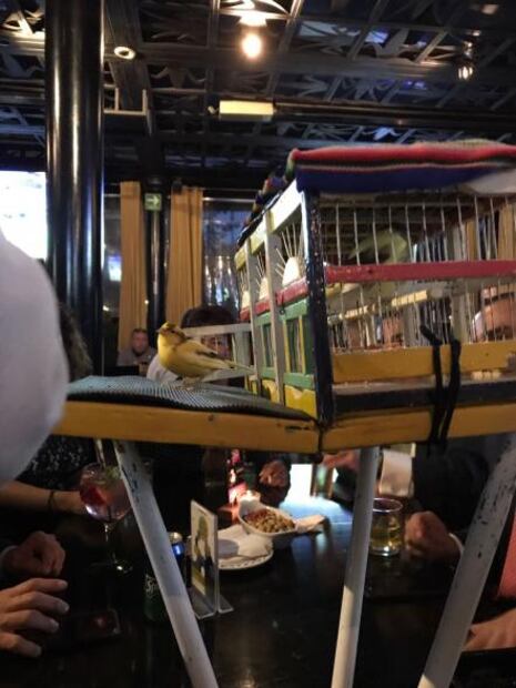 Pajaritos, ahora te leen la suerte… en las cantinas 