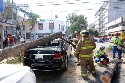 Suman 60 árboles y ramas caídas por fuertes vientos