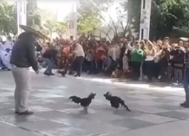 Denuncian supuesta pelea de gallos al interior de una primaria en Hidalgo; fue una presentación cultural, aseguran padres de familia