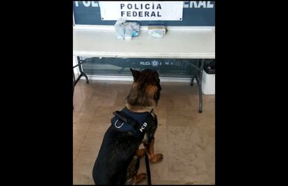 Jubilan a 28 oficiales caninos; serán adoptados por familias