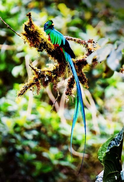 4 bosques mexicanos para viajar en primavera