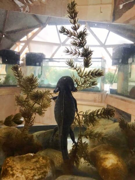 Celebra el Día Nacional del Ajolote en Axolotitlán