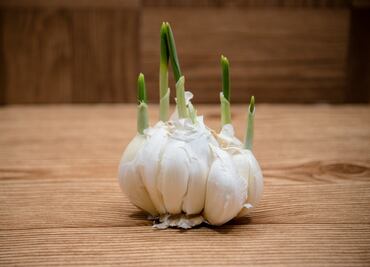 Cocina con ajo germinado y goza de estos beneficios