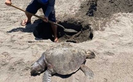 Investigan aparición de más de 250 tortugas muertas en playa de Chiapas