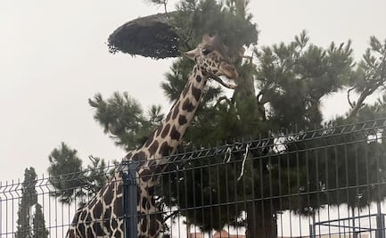 Indigna en redes trato a "Benito", la jirafa que vive en Parque Central en Ciudad Juárez