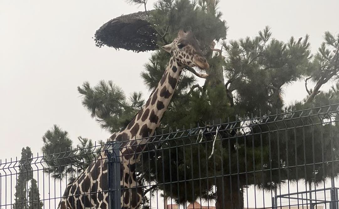El rancho cuenta con 360 hectáreas de campo, jirafas y otro tipo de animales que andan libres por el lugar además de contar con varios médicos veterinarios especializados. Foto: Facebook. Salvemos a Benito