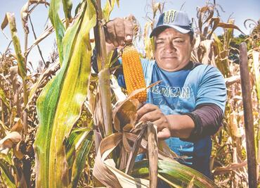 Los Andes, en encrucijada por los transgénicos