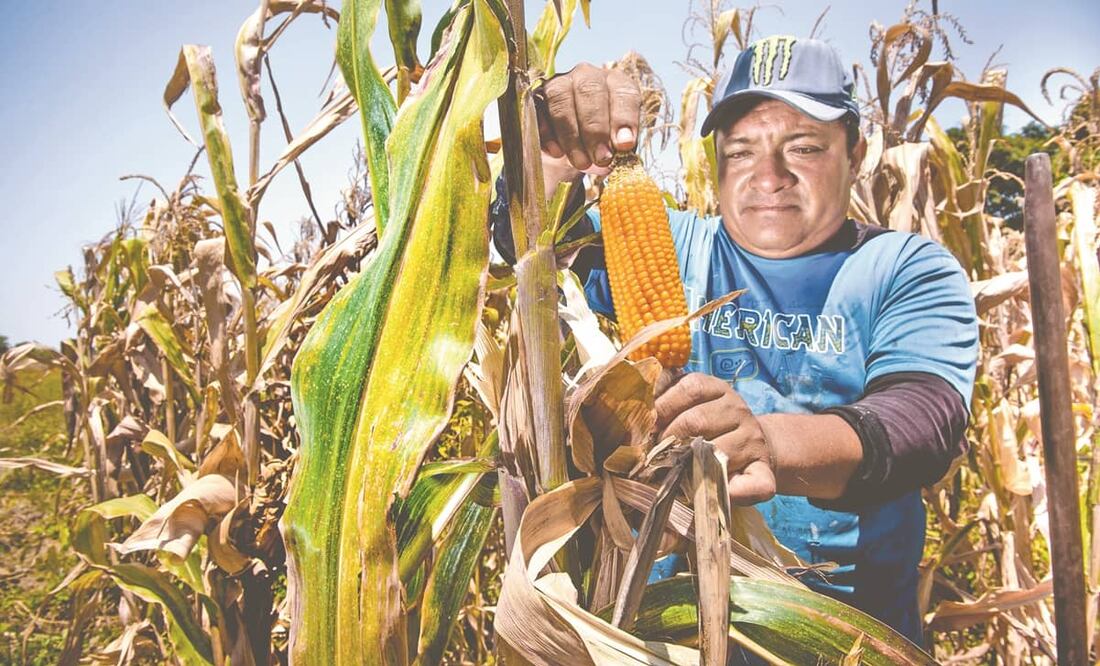 La mayoría de productores en el bajo Piura, en Perú, son agricultores de subsistencia y viven del día a día. Para ellos, el maíz transgénico es como cualquier otro. Foto: Cortesía Miguel Contreras