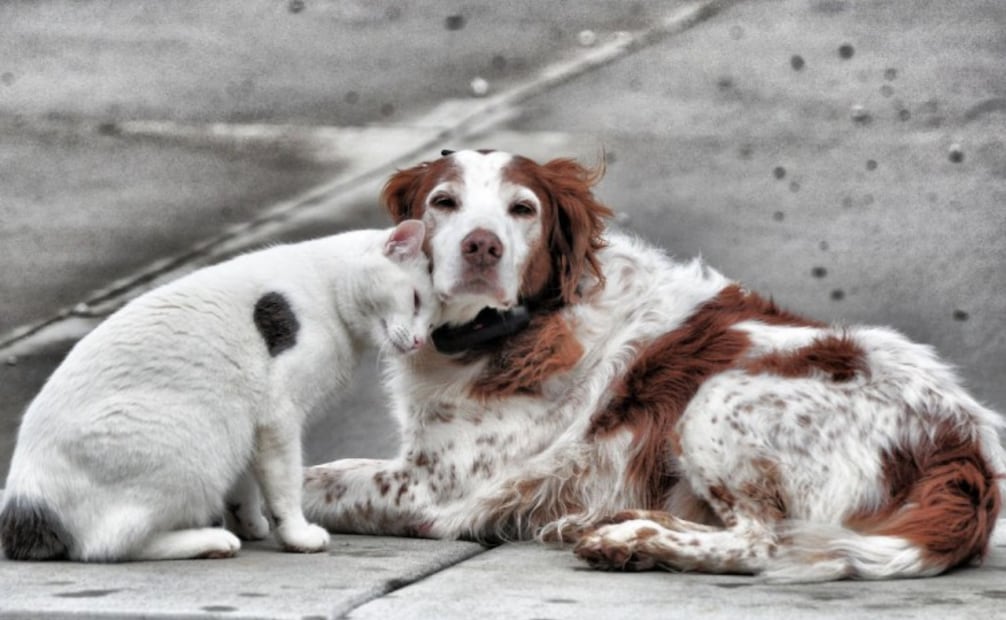 Conoce las señales que indican que tu mascota está pasando por un cuadro depresivo. Foto: jeffreyw