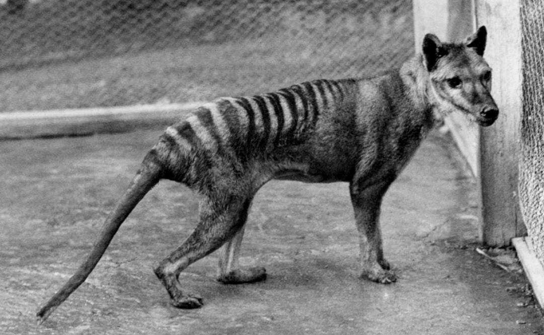 El tigre de Tasmania o tilacino fue declarado extinto hace 80 años por las autoridades australiana. (FOTO: Especial)