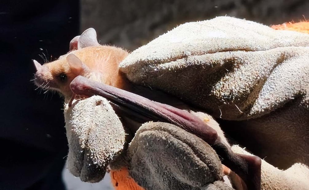 Capacitan a familia en cuya casa anida una colonia de murciélagos, en Tlaxcala. Foto: Profepa