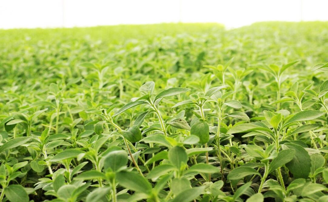 The stevia plant originally comes from the Amazon and the processed product was introduced to Mexico in the 1980s by Metco