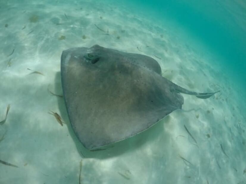 El Cielo, la playa de Cozumel donde habitan estrellas de mar