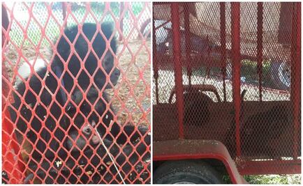 Aseguran tres monos araña a circo en Tabasco