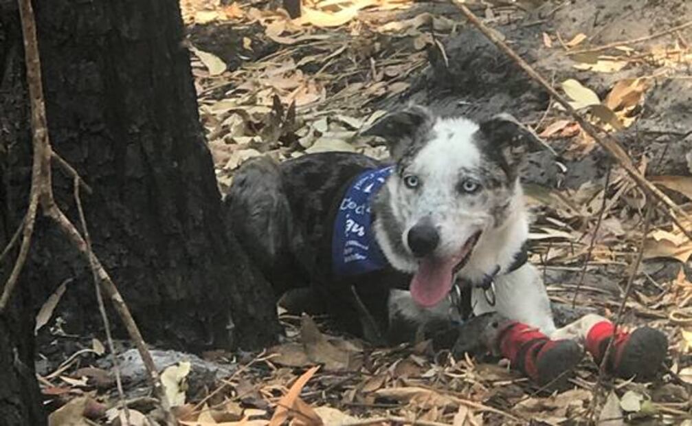 “Oso”, el perro que encontró koalas heridos por incendios en Australia
