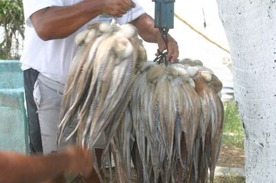 Repunta captura de pulpo y salvan pescadores temporada en Yucatán