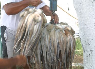 Repunta captura de pulpo y salvan pescadores temporada en Yucatán