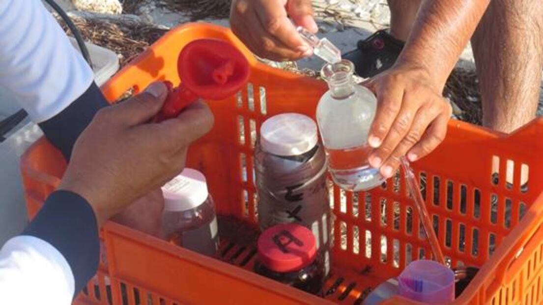 Descartan concentración anormal de contaminantes en sargazo