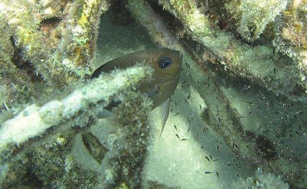 Hallan genes animales que se adaptan a cambio climático