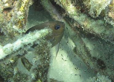 Hallan genes animales que se adaptan a cambio climático