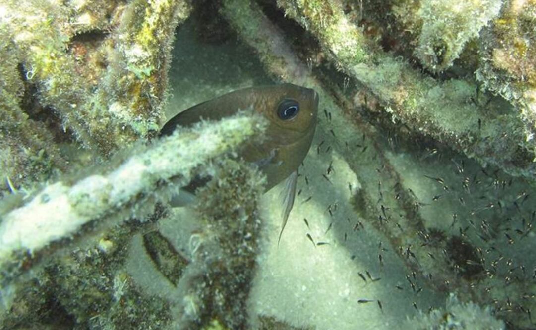 Descubrimiento ayudará a entender mejor el proceso de adaptación de los peces. Foto: EFE