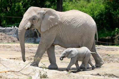Presentan cría de elefante africano en parque de Puebla