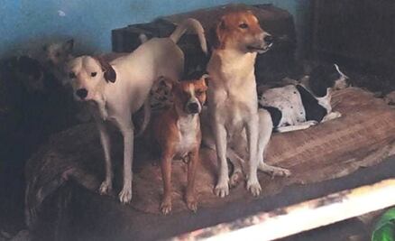 Captan a carnicero desollando a perro para vender su carne en mercado de Sonora