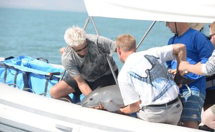 Alista Semarnat cambios en programa de extinción de la vaquita marina