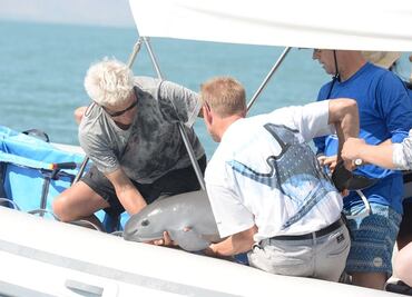 Alista Semarnat cambios en programa de extinción de la vaquita marina